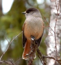 Kuukeli_Siberian Jay * 1633 x 1720 * (2.87MB)
